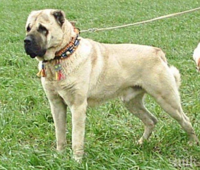 Кучета, насъскани от стопанина си, нахапаха ловец