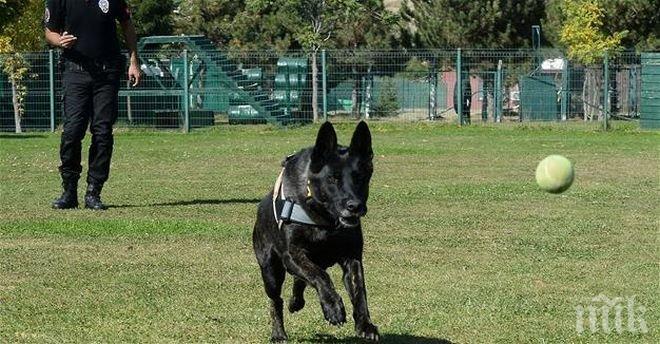 Полицейски кучета в Турция посещават терапия заради травми от преврата