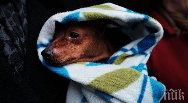 ШАШ! Изправят на съд крадец на куче, умряло от стрес

