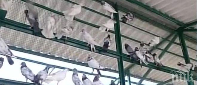 Майтап! В Индия арестуваха 150 гълъба - подозират ги,че са шпиони на Пакистан 
