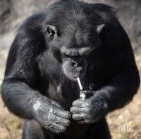 Маймунска му работа! Шимпанзе пуши по кутия цигари на ден