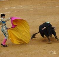Коридата в Каталуния отново е законна! КС в Испания отмени забраната за борба с бикове