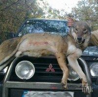 Убиха страшилището на Сандански! 80-килограмов вълк е повален с един изстрел Убиха страшилището на Сандански! 80-килограмов вълк е повален с един изстрел