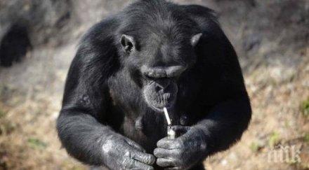 маймунска работа шимпанзе пуши кутия цигари ден