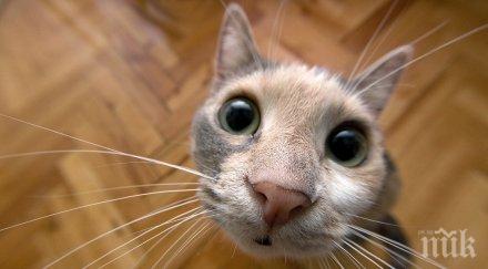 котка влезе студиото турска телевизия