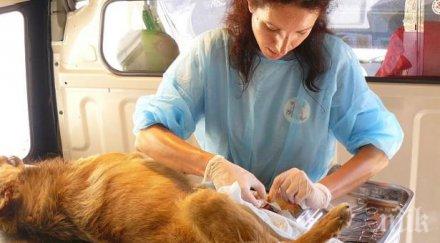 четири лапи кастрира бездомни животни видин края месеца