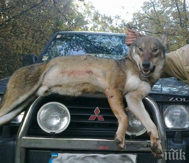 Убиха страшилището на Сандански! 80-килограмов вълк е повален с един изстрел