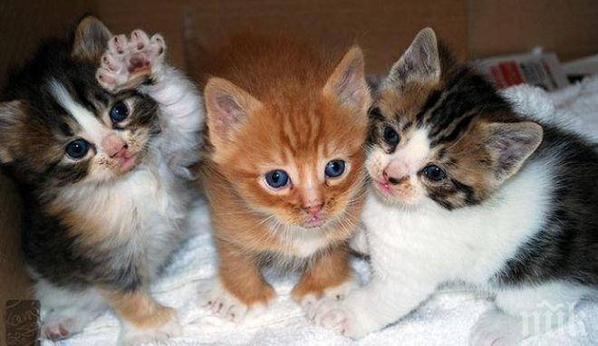 Скандал на четири лапи: Търг на Капъ куле за редки котки, извадени от багажник на български автомобил