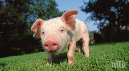 мутант роди прасе урод три очи две зурли снимки