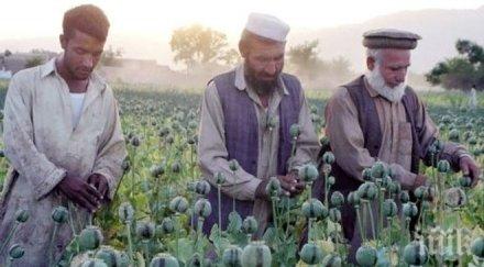 производството опиум афганистан скочило почти двойно