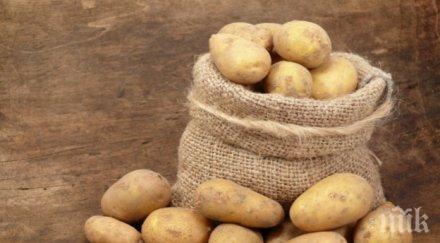 картофи става младеж обясни любов къра докато вади кореноплодните снимка