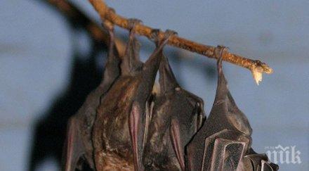 батман завладява враца организират нощ прилепите