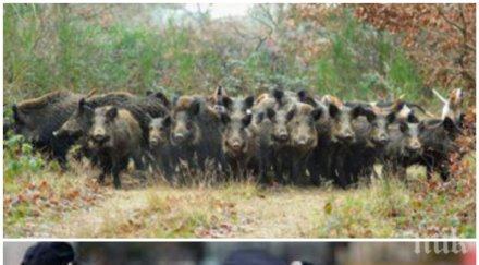 ужас пътя обезумяло стадо глигана атакува унищожи полицейски автомобил снимка