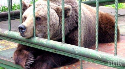 играчка плачка пияна рускиня пробва нахрани мечка клетка остана без ръка