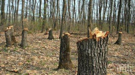 хората западен парк алармират ромите почнаха сечта строят бараки