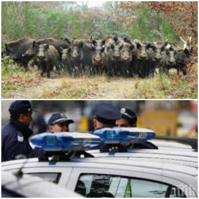 УЖАС НА ПЪТЯ! Обезумяло стадо от 30 глигана атакува и унищожи полицейски автомобил (СНИМКА)