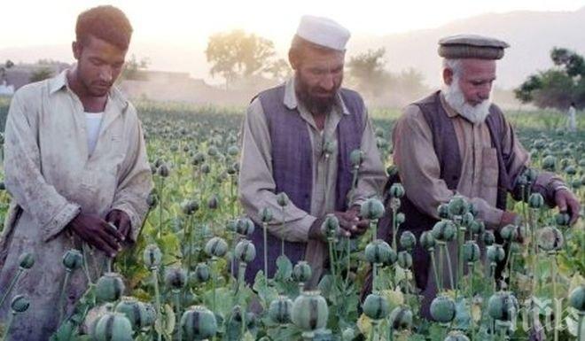 Производството на опиум в Афганистан скочи драстично