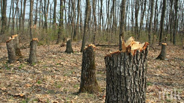 Хората в Западен парк алармират: Ромите почнаха сечта, строят и бараки!