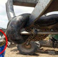 Откриха най-голямата анаконда в света - 10-метровото влечуго беше оковано и убито от строители в Бразилия (ВИДЕО/УНИКАЛНИ СНИМКИ)