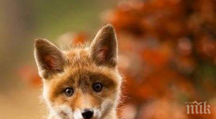 самолети разпръскват ваксини бяс лисиците