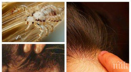 ексклузивно първо пик срамни въшки налазиха софия