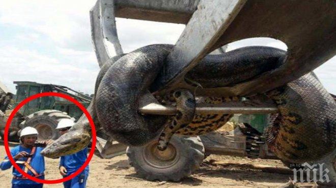 Откриха най-голямата анаконда в света - 10-метровото влечуго беше оковано и убито от строители в Бразилия (ВИДЕО/УНИКАЛНИ СНИМКИ)