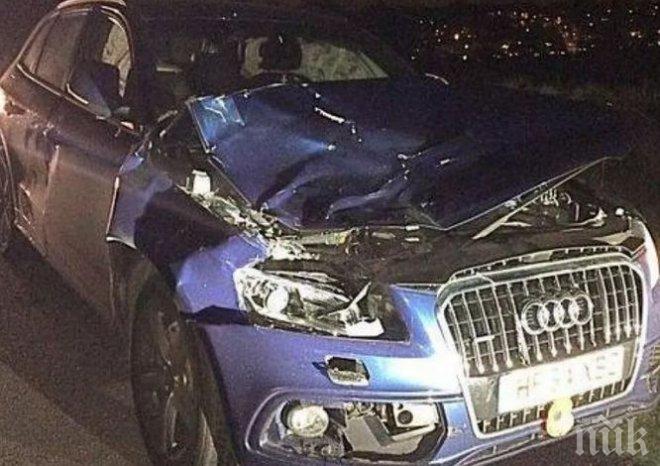 Крава потроши лъскаво „Ауди“ във Великобритания