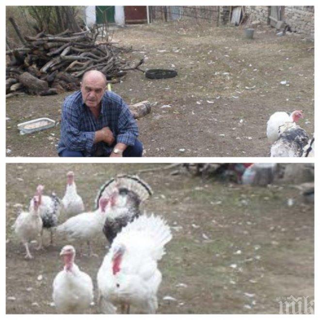 В Родопите му намериха колая! Пуйки изместват козите