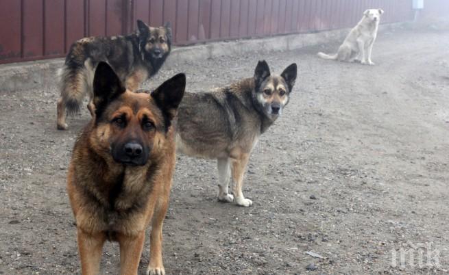 Зверства във Варна! Избиват кучета с отрова за мишки и антифриз
