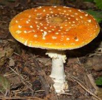 Ужас! Млада жена е на косъм от смъртта-яла червени мухоморки 