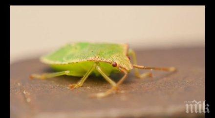 убивайте миризливите гадинки дома носят късмет