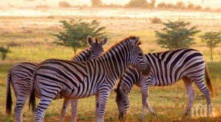 заплаха две трети дивите животни изчезнат 2020