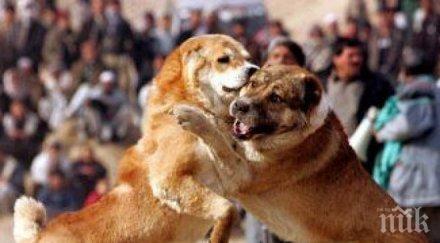 арена кучешки боеве разкрита пловдив спасиха животни