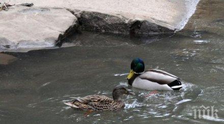 драма гладни работници уловиха патици кмет видя накара пуснат птиците