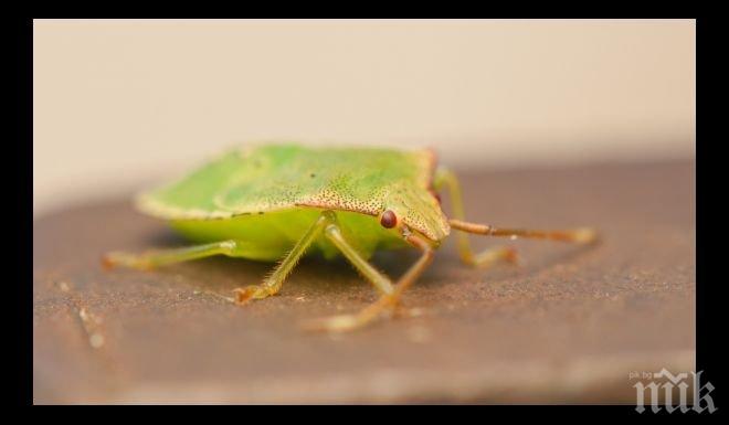 Не убивайте миризливите гадинки в дома си, носят ви късмет!