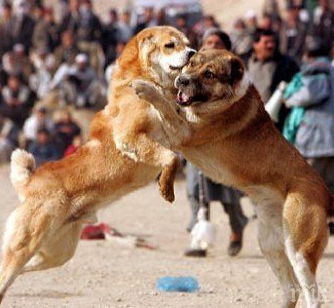 Арена за кучешки боеве разкрита в Пловдив, спасиха 40 животни 