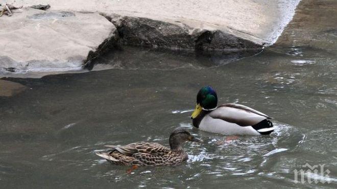 Драма: Гладни работници уловиха патици, кмет ги видя и ги накара да пуснат птиците