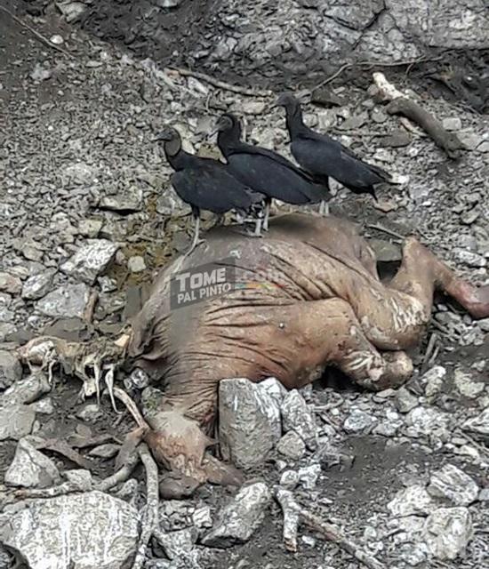 ШОКИРАЩО! Откриха страховито същество в Коста Рика, никой не е виждал нещо подобно (СНИМКИ)