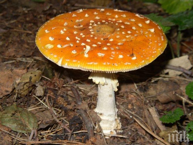 Ужас! Млада жена е на косъм от смъртта-яла червени мухоморки 