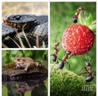 Добре е да знаете: Ето кои животни предсказват земетресения