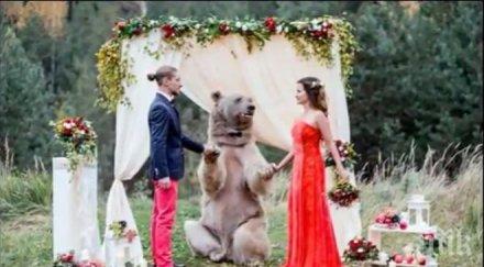 огромна мечка венча руснаци видео