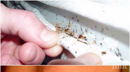 ужас дървеници нападат пътници влак