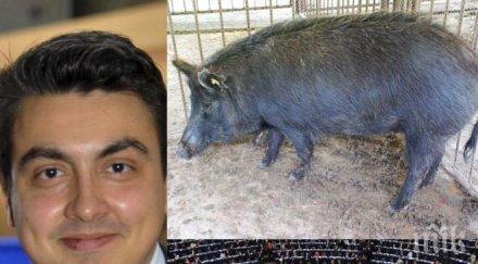 уникум евродепутат брани родната свиня брюксел