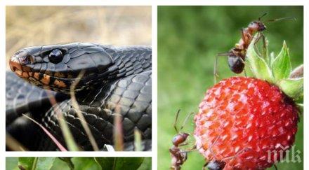 добре знаете животни предсказват земетресения