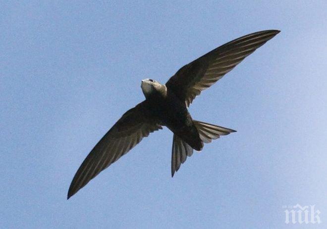 Учени откриха птицата с най-дълъг полет