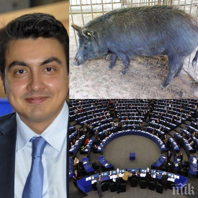 Уникум! Евродепутат брани родната свиня в Брюксел