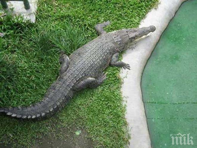 Ужас: Крокодил нападна момиче, къпещо се в басейн на хотел (ВИДЕО)