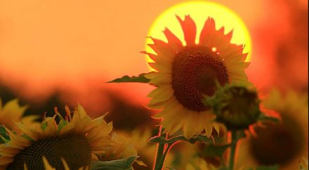 температурни рекорда