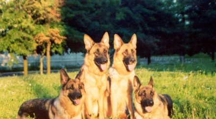 песовете убили верка нападали