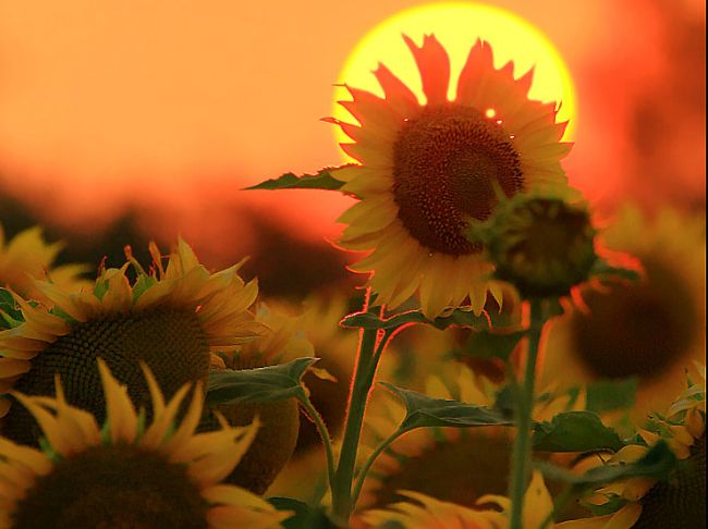 5 температурни рекорда днес